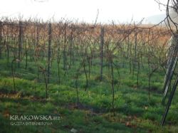 wino_3.jpg wino_3.jpg